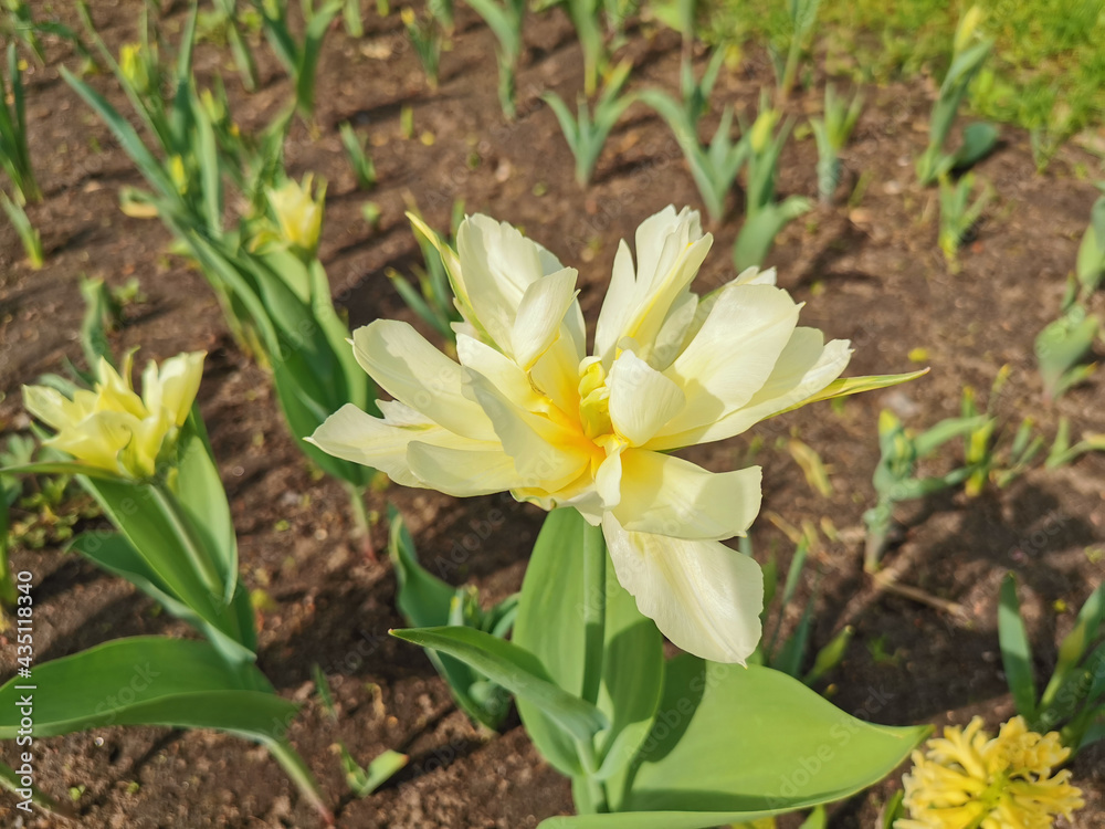 A white tulip, like a daisy, with a yellow center. Top view. The festival of tulips on Elagin Island in St. Petersburg.