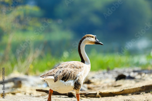 goose in the grass
