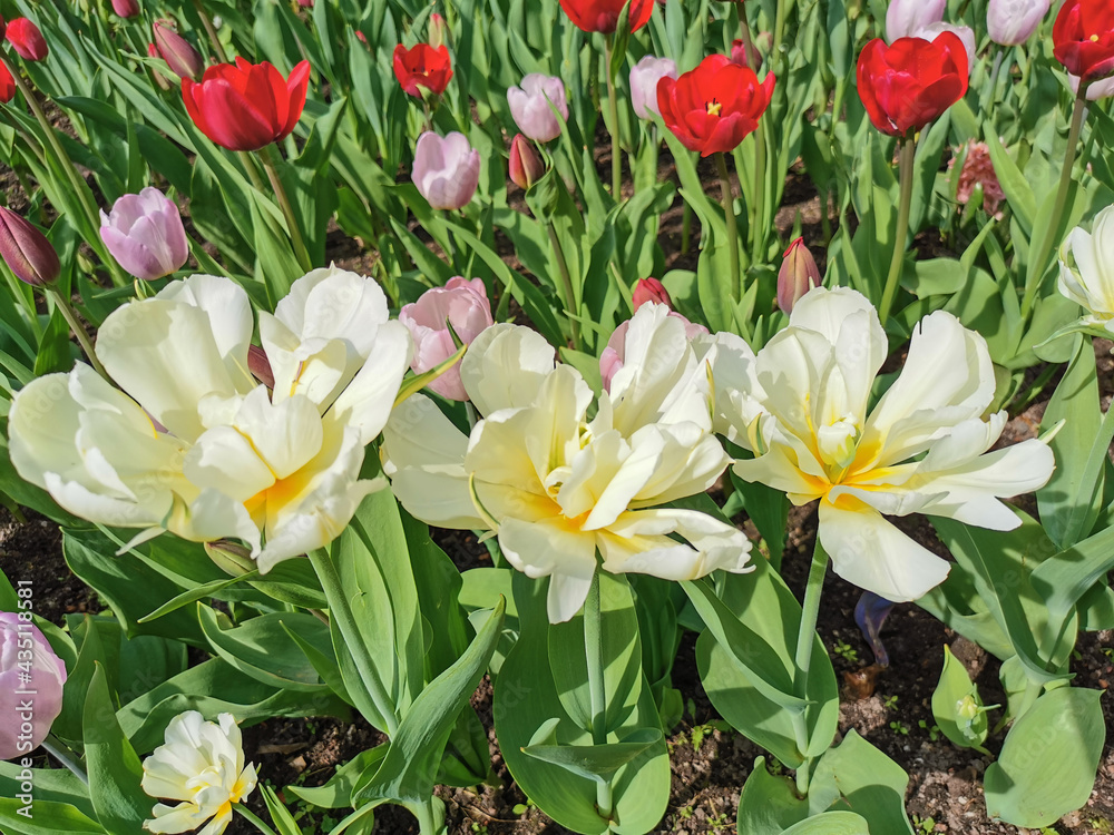 White double tulips with a yellow center on a flower bed with other tulips. The festival of tulips on Elagin Island in St. Petersburg. White double tulips with a yellow center on a flower bed with other tulips. The festival of tulips on Elagin Island in St. Petersburg.