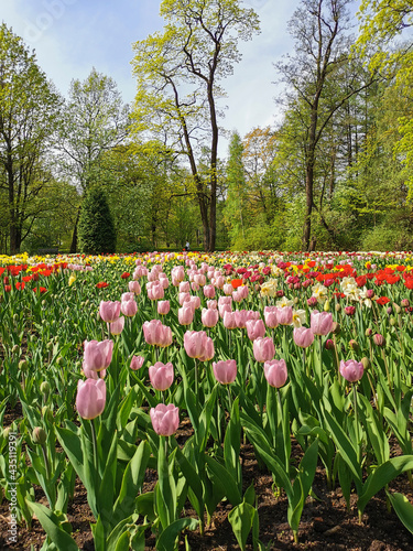 A large  flowerbed with colorful tulips on a sunny spring day against the background of trees and blue sky. The festival of tulips on Elagin Island in St. Petersburg.. photo