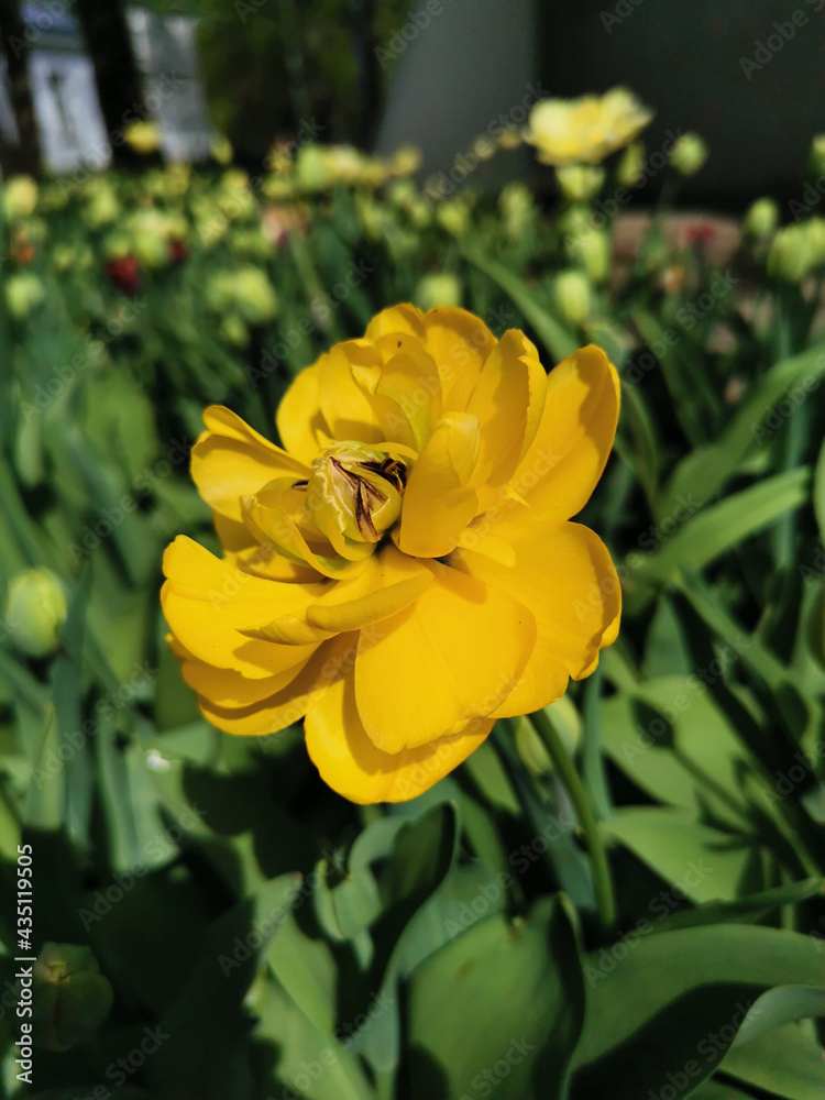 Obraz premium Yellow terry multi-petalled tulip in the sun among green leaves . The festival of tulips on Elagin Island in St. Petersburg.