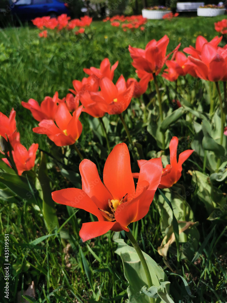 Red tulips with sharp petals and a black center. The festival of tulips on Elagin Island in St. Petersburg.. Red tulips with sharp petals and a black center. The festival of tulips on Elagin Island in St. Petersburg..