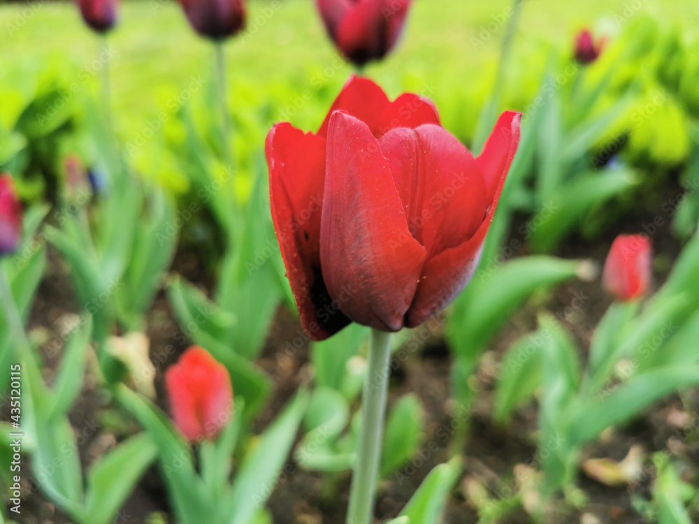 Fototapeta premium A red tulip with dark streaks on the outer side of the petal on a bed of green leaves. The festival of tulips on Elagin Island in St. Petersburg.