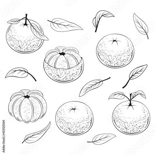 set of juicy mandarins monochrome. Black and white fruit. Vector illustration. Isolated on white. Hand drawn, line art.