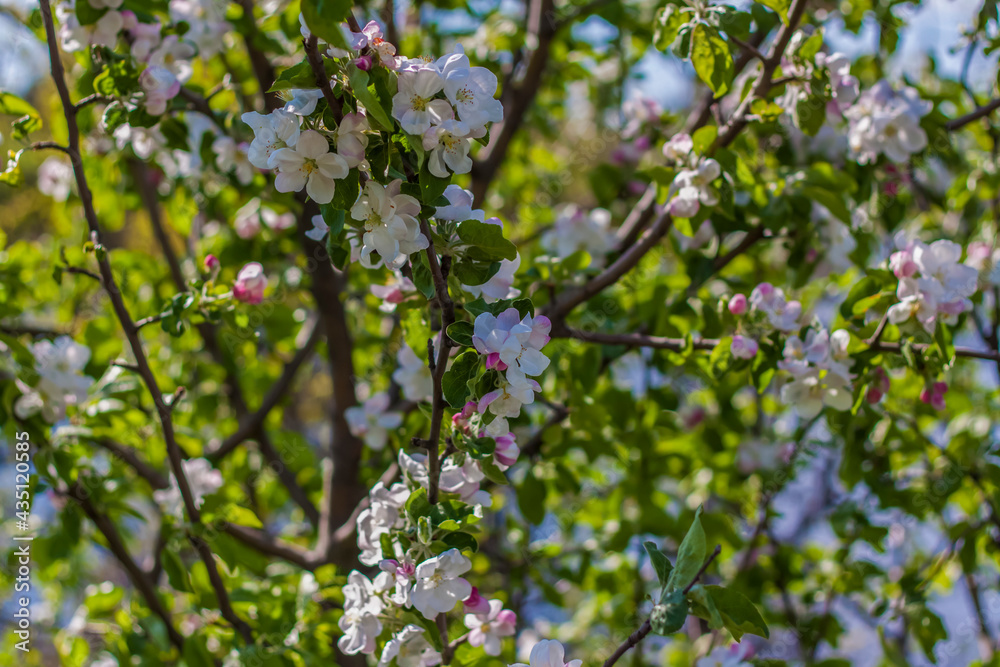 Apple trees in bloom on a bright sunny day, against a bright blue sky and lake. Natural floral seasonal background.Beautiful blooming apple orchard, spring day