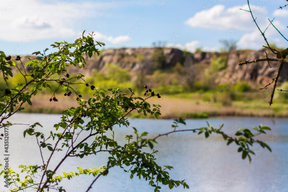 Beautiful view of the pond on a sunny day through the branches of a tree. The branches spread out. Natural natural background.Beautiful view of the river. spring day, Beautiful view of the pond on a sunny day through the branches of a tree. The branches spread out. Natural natural background.Beautiful view of the river. spring day,