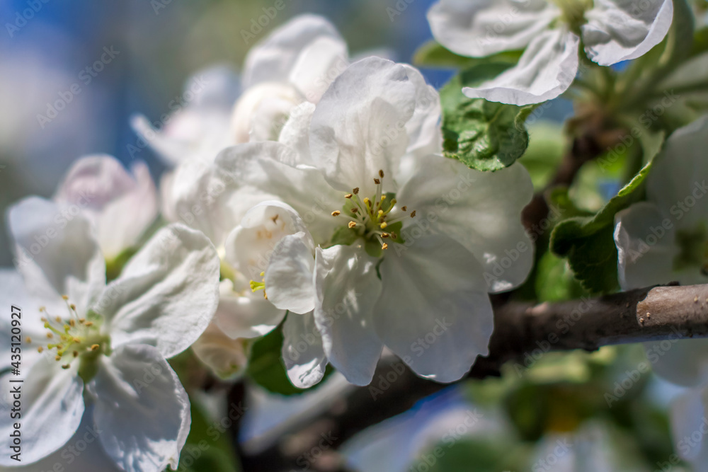 Apple trees in bloom on a bright sunny day, against a bright blue sky. Natural floral seasonal background.Beautiful blooming apple orchard, spring day