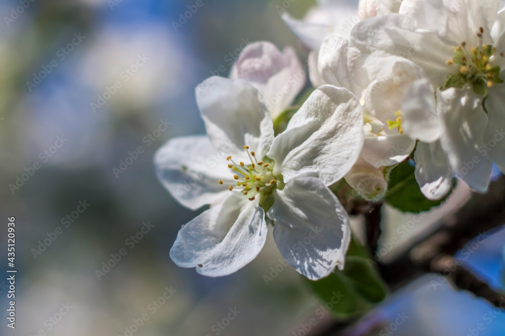 Apple trees in bloom on a bright sunny day, against a bright blue sky. Natural floral seasonal background.Beautiful blooming apple orchard, spring day