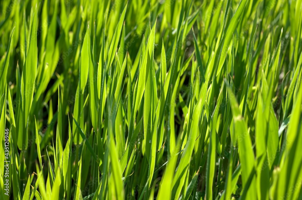 Lush green grass on the lawn. Natural natural background. Selective focus Lush green grass on the lawn. Natural natural background. Selective focus