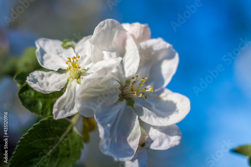 Apple trees in bloom on a bright sunny day  against a bright blue sky. Natural floral seasonal background.Beautiful blooming apple orchard  spring day