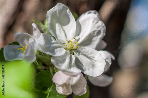 Fototapeta Naklejka Na Ścianę i Meble -  Apple trees in bloom on a bright sunny day, against a bright blue sky. Natural floral seasonal background.Beautiful blooming apple orchard, spring day