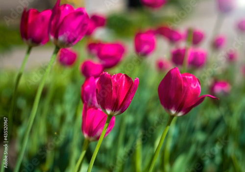 Purple tulips blooming outdoors in the park, selective focus
