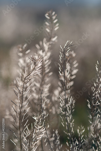 dry stems of field plants in the backlight