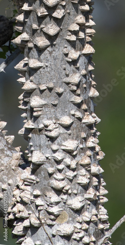 Zanthoxylum limonella (prickly ash, Hercules club, toothache tree)  trunk has a grayish-white bark with large thorns and spike covered along branches. corky nubs, close up photo