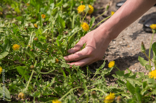 the hand reaches out for the green plant