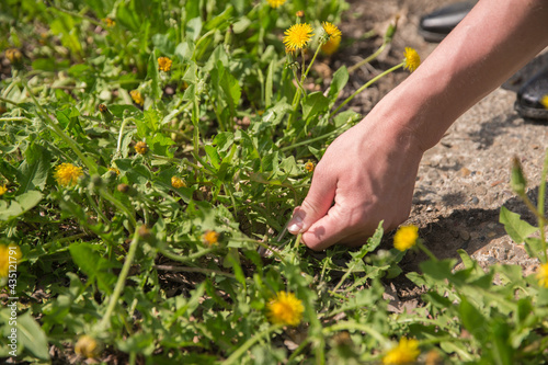 the hand reaches out for the green plant and tries to pluck it