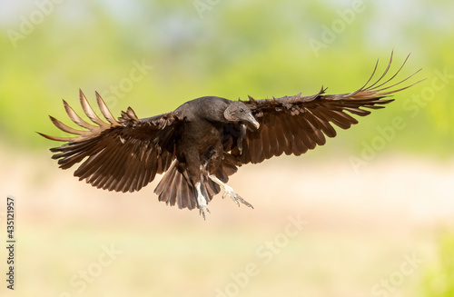 Black Vulture (Coragyps atratusin) flight, Rio Grande Valley, Texas