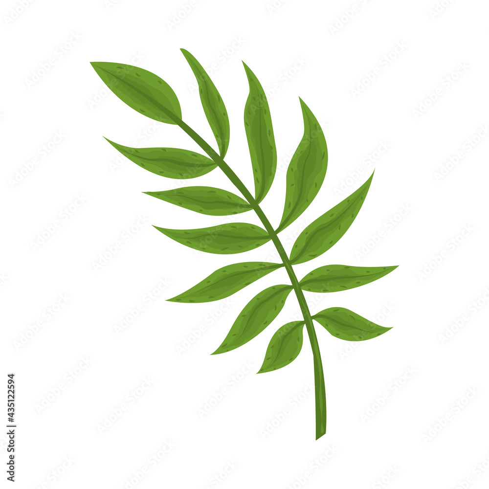 Fototapeta premium foliage branch frond