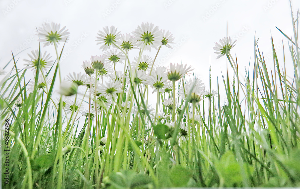 die Gänseblümchen von unten ansehen - looking at the daisies from below die Gänseblümchen von unten ansehen - looking at the daisies from below
