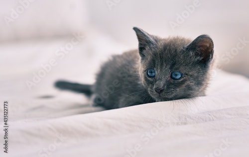 Adorable grey cat laying on the bed.