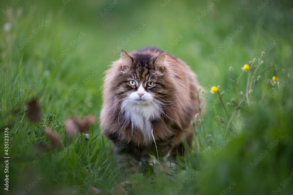 beautiful fluffy cat walking among the grass
