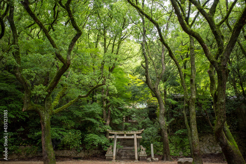 鬱蒼とした森の中に鳥居が一つ。初夏の朝の静かな場所。神戸徳光院