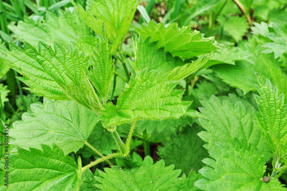 Close-up of several nettle leaves. Green leaves close up. Close-up of several nettle leaves. Green leaves close up.