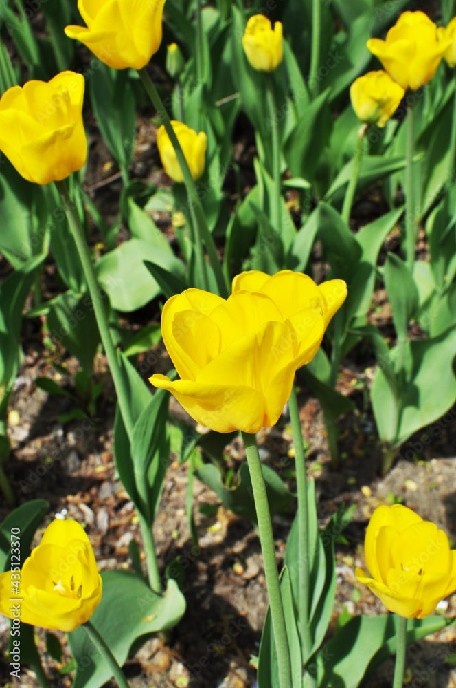 Yellow tulips. Close-up of a spring flower bed with tulips. Background, texture, design. Yellow tulips. Close-up of a spring flower bed with tulips. Background, texture, design.