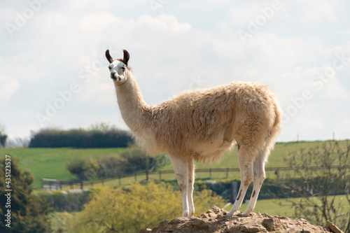 A Alpaca