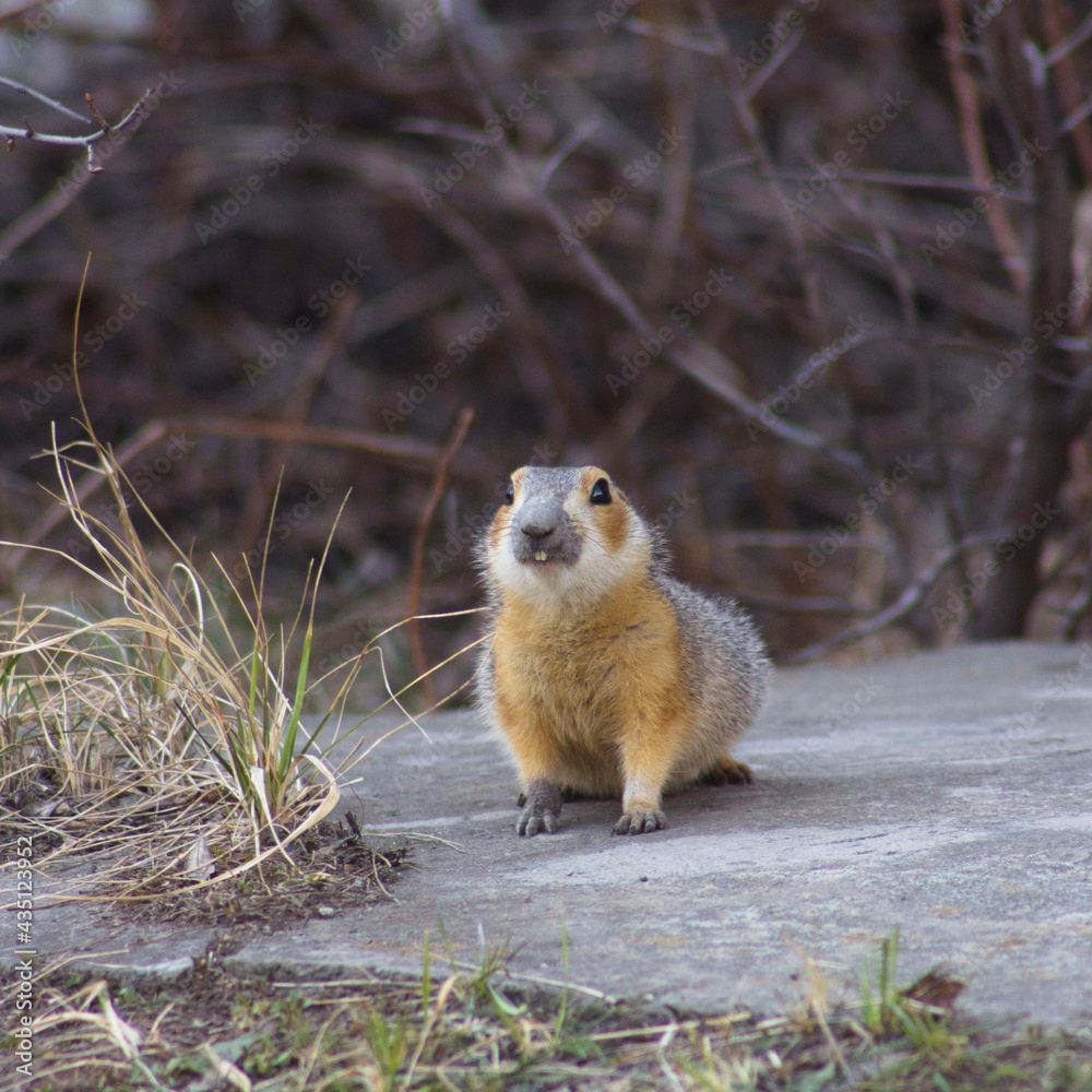 Fototapeta premium gopher standing
