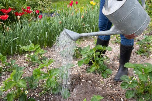 Woman watering plants in the garden. A farmer waters strawberries and flowers in the garden. Plant care.