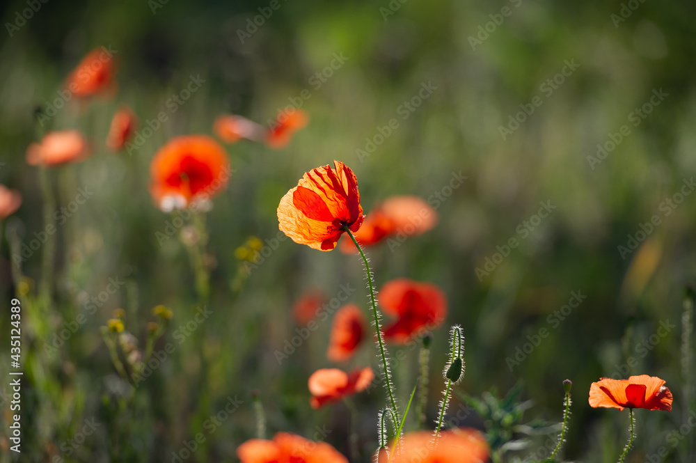 Obraz premium field of blooming wild-growing red poppies in the sunlight.