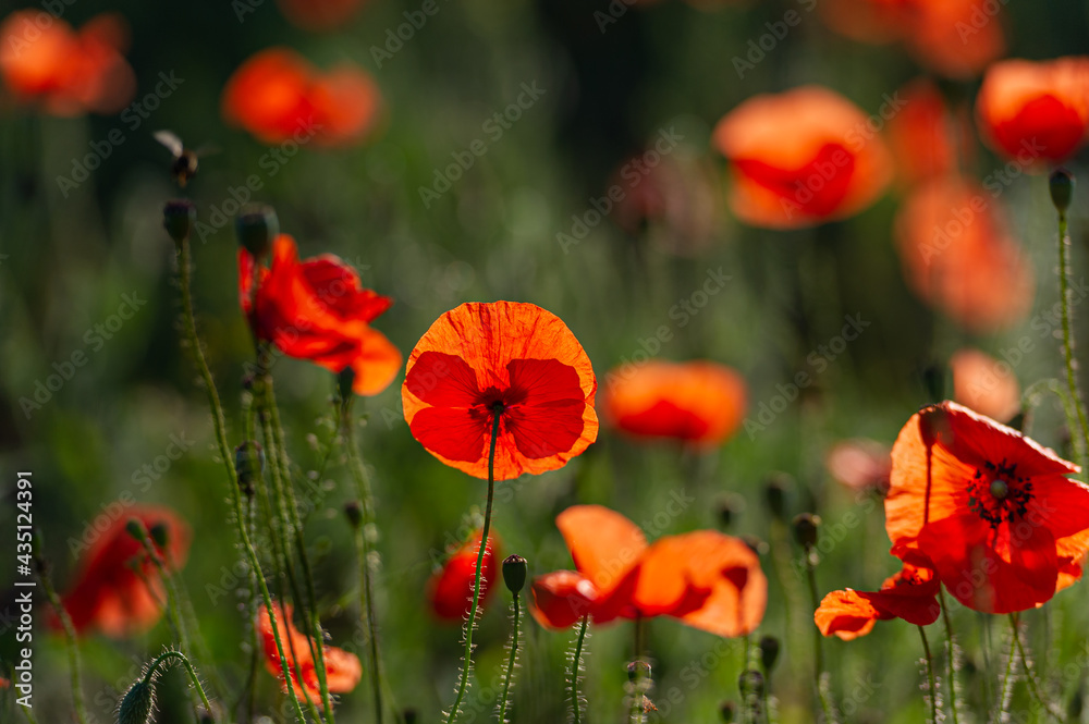 Fototapeta premium field of blooming wild-growing red poppies in the sunlight.