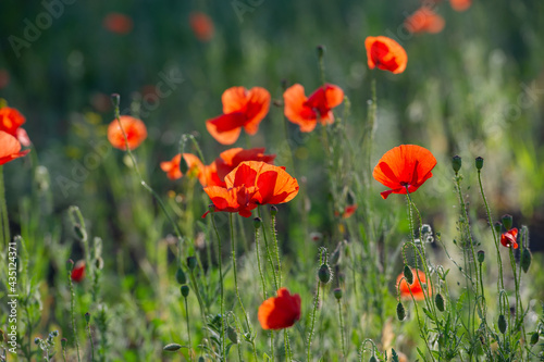 field of blooming wild-growing red poppies in the sunlight.
