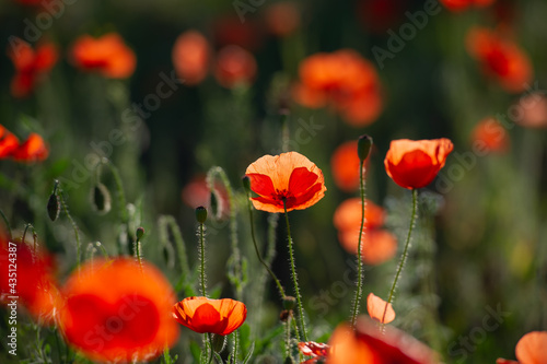 field of blooming wild-growing red poppies in the sunlight.