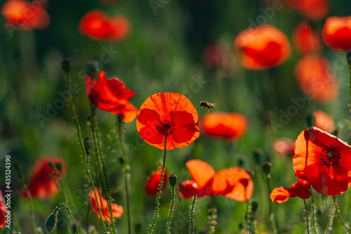 field of blooming wild-growing red poppies in the sunlight and bees collecting nectar.