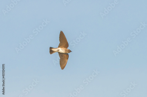 Adult Northern Rough-winged Swallow (Stelgidopteryx serripennis) in flight, bottom view, wing, feather and eye detail, blue sky background