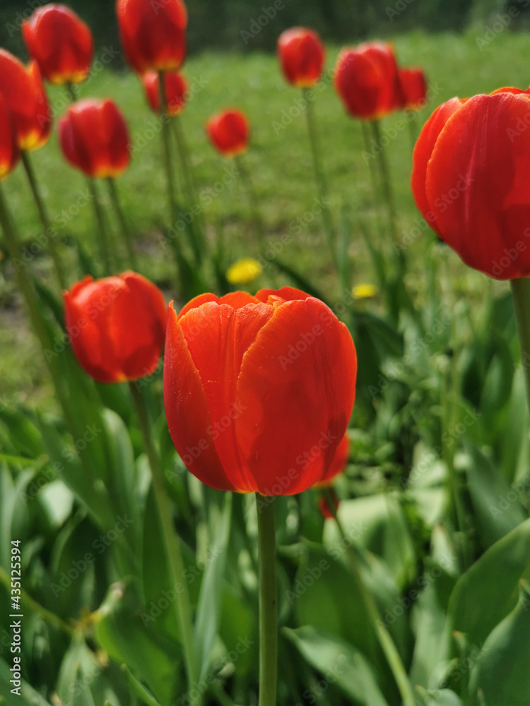 Fototapeta premium Red tulips in a flower bed. The festival of tulips on Elagin Island in St. Petersburg..