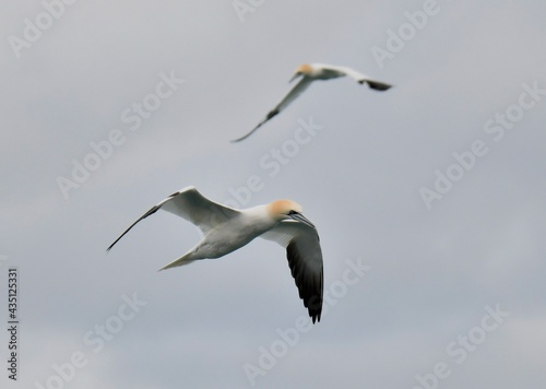 Two gannets in the sky in Brittany. France