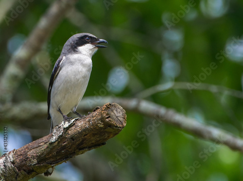 eastern loggerhead shrike (Lanius ludovicianus) perched on oak tree cut branch in springtime, looking right while hunting, mouth open, green tree leaves bokeh background