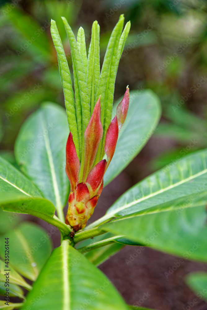 Chelsea Reach Rhododendron - flowers and leaves in spring Chelsea Reach Rhododendron - flowers and leaves in spring