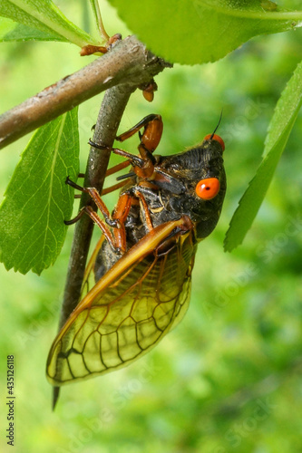 Closeup of dwarf periodical cicada (Magicicada cassinii) on cockspur hawthorn (Crataegus crus-galli) photo