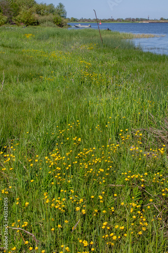 Yellow buttercups bloom on the shore, in the meadow, in the steppe © Aktrisa