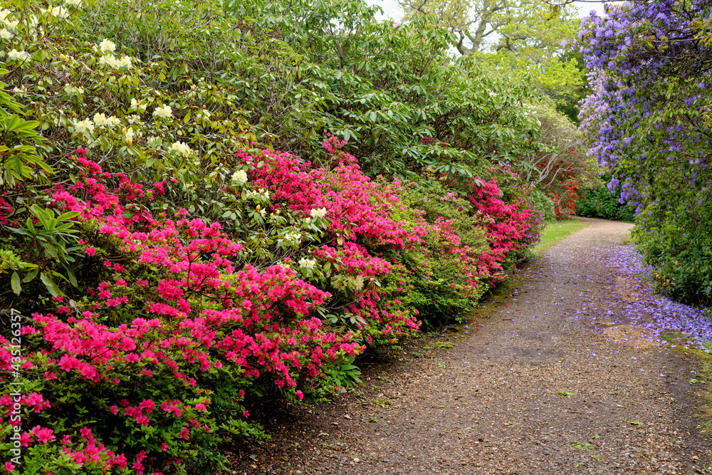 Spring in the grounds of Exbury gardens