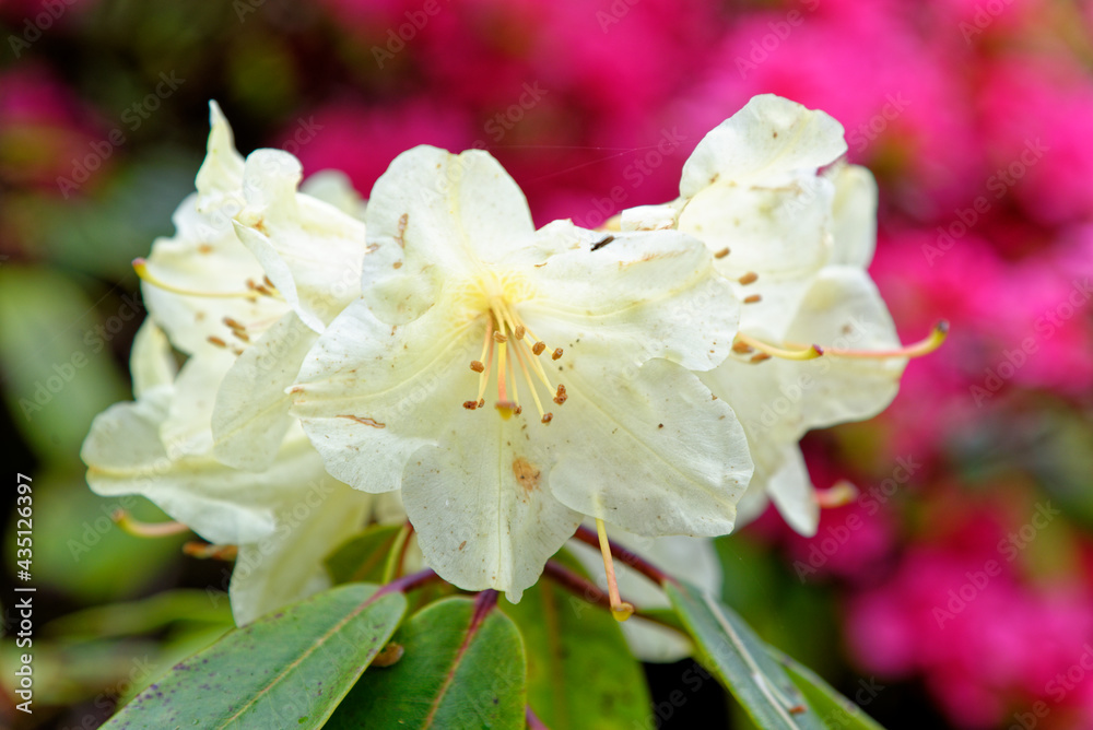 Obraz premium Chelsea Reach Rhododendron - flowers and leaves in spring