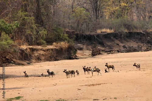 A group of wild dogs (Lycaon pictus) staying close to the Luangwa river.
