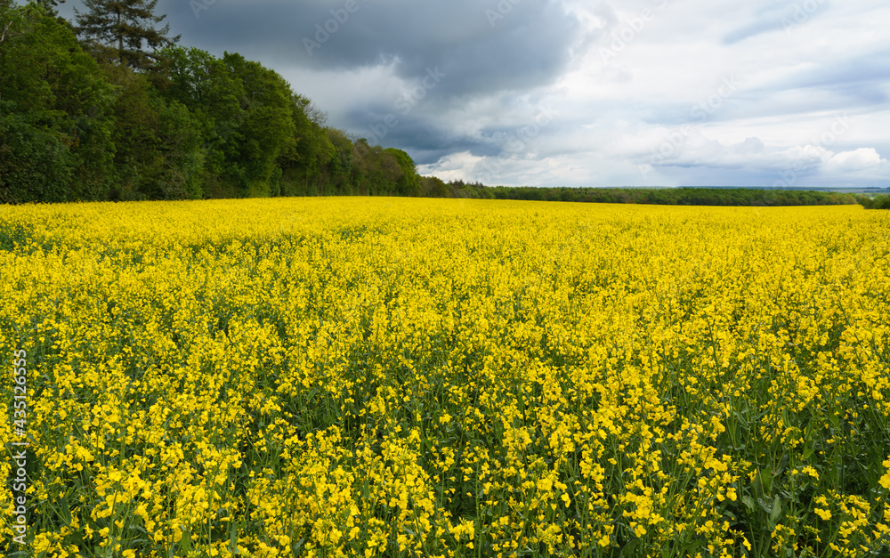 a bright yellow field full of rapeseed flowers under a grey moody storm cloud sky