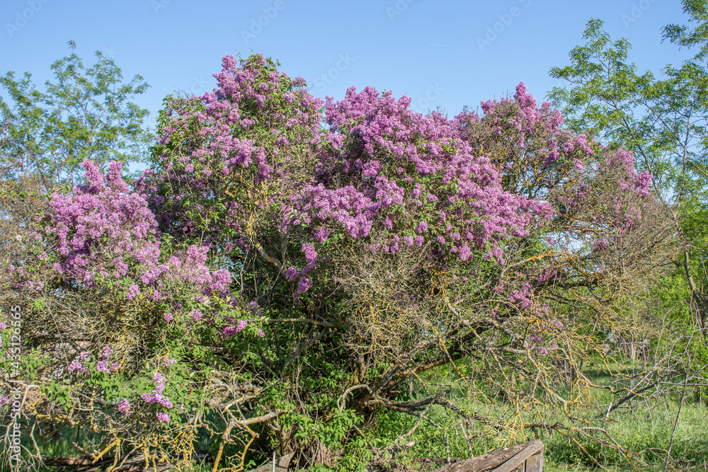 flowering lilac bush