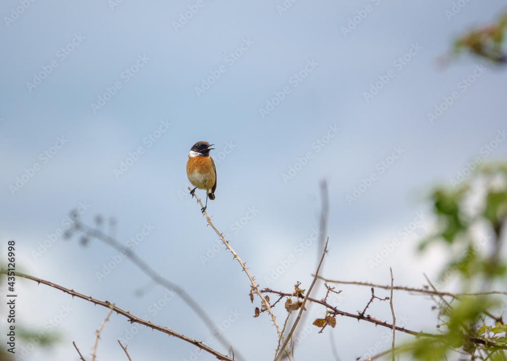 Naklejka premium male stonechat sits high on a small branch surveying and chatting with all in the meadow around him