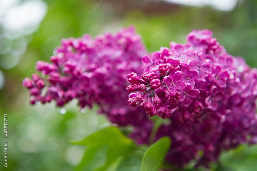 Common lilac (Syringa vulgaris) blooming in spring
Common lilac (Syringa vulgaris) blooming in spring